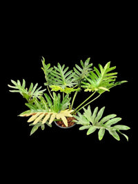 philodendron williamsii for sale Philodendron williamsii hybrid Variegated – Amazon Garden Thailand