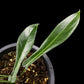 Philodendron joepii