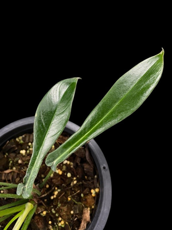Philodendron joepii