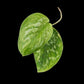 Scindapsus Baticon