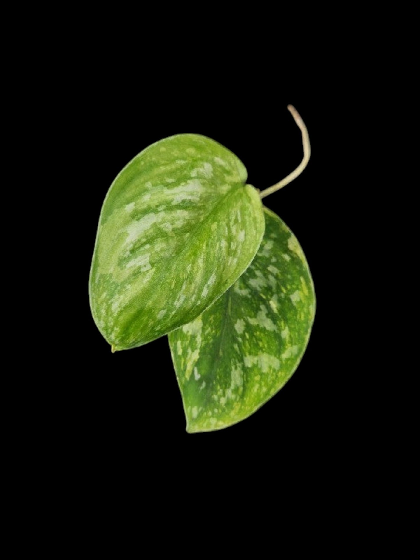 Scindapsus Baticon