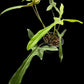 Philodendron longilobatum