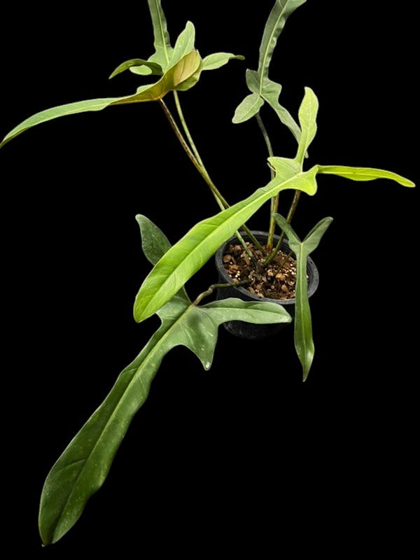 Philodendron longilobatum