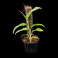 Monstera gracilis (M)