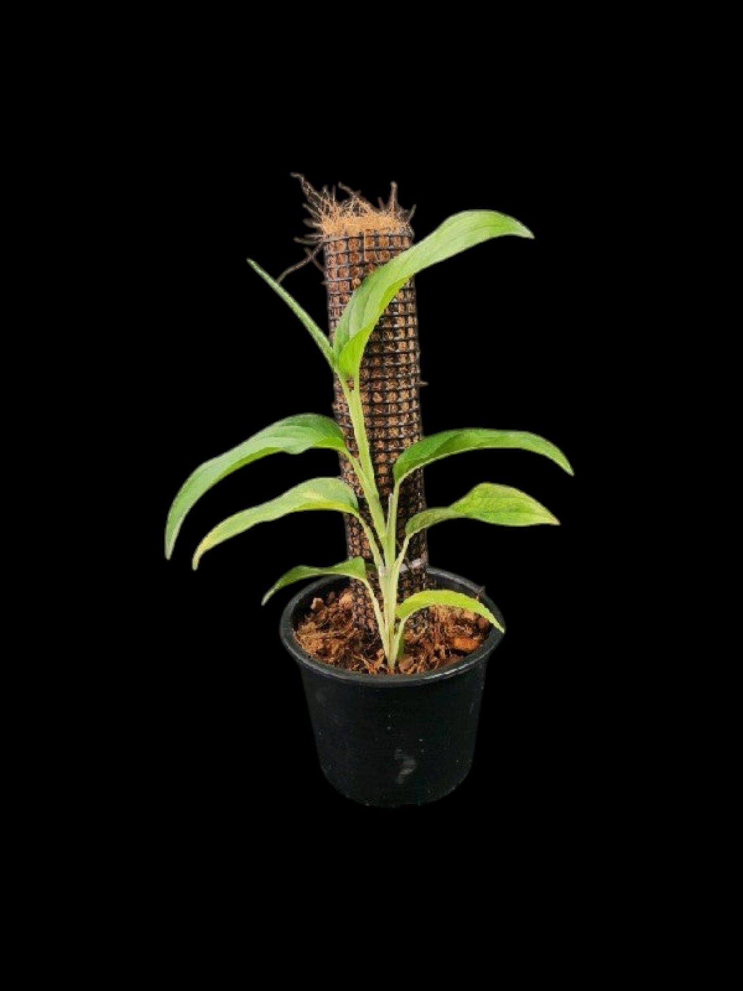 Monstera gracilis (M)