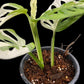 Monstera adansonii albo