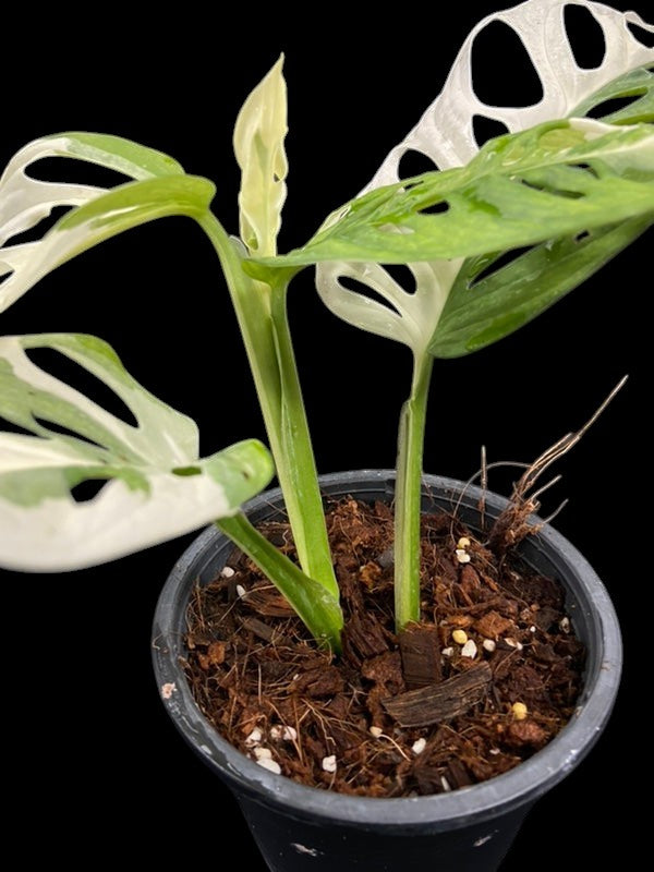 Monstera adansonii albo