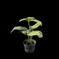Amydrium medium Spider mint