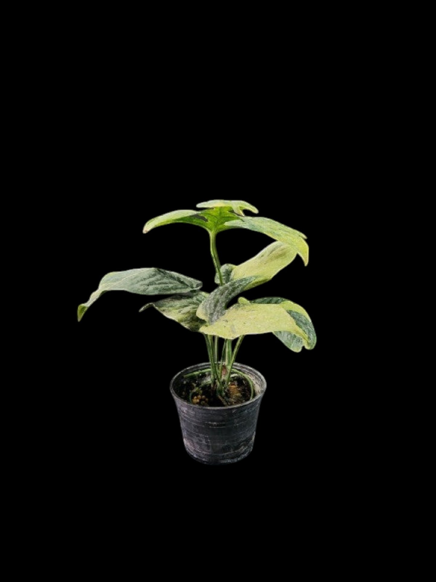 Amydrium medium Spider mint