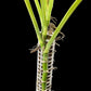 Monstera adansonii ssp. blanchetii