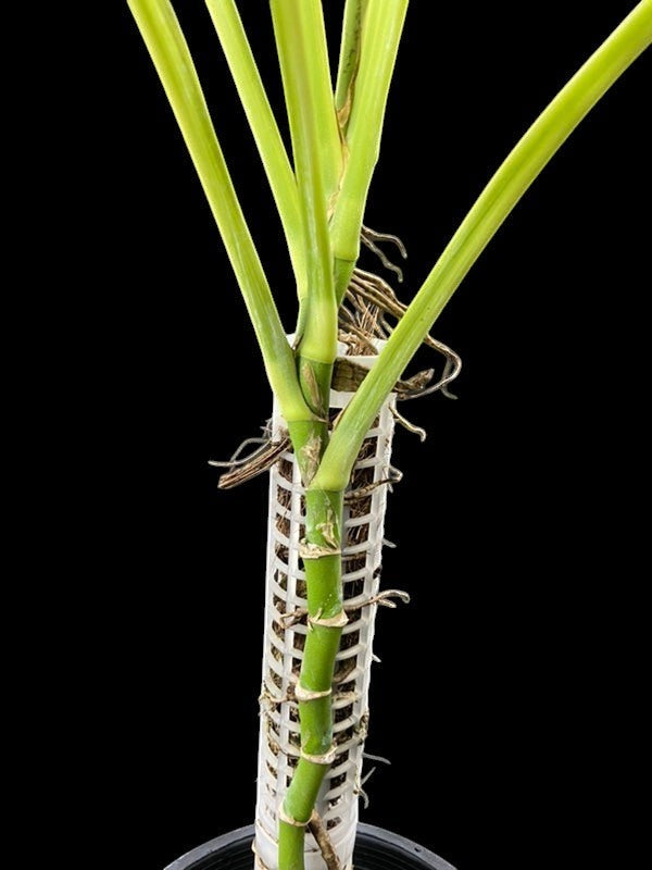 Monstera adansonii ssp. blanchetii – Amazon Garden Thailand