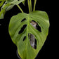 Monstera adansonii ssp. blanchetii