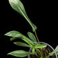 Philodendron joepii