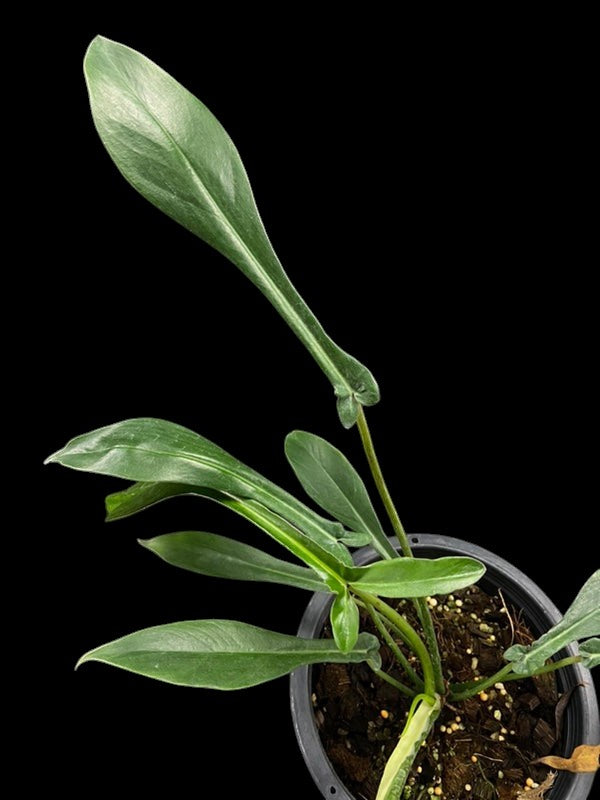 Philodendron joepii