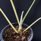 Philodendron Golden Dragon variegated