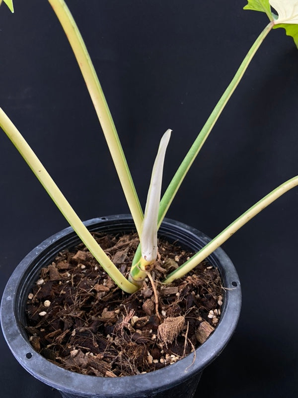 Philodendron Golden Dragon variegated