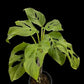 Monstera adansonii ssp. blanchetii