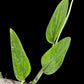 Monstera barrieri