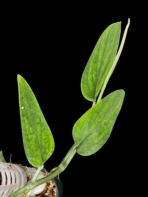 Monstera barrieri