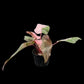 Philodendron Pink Princess Marble