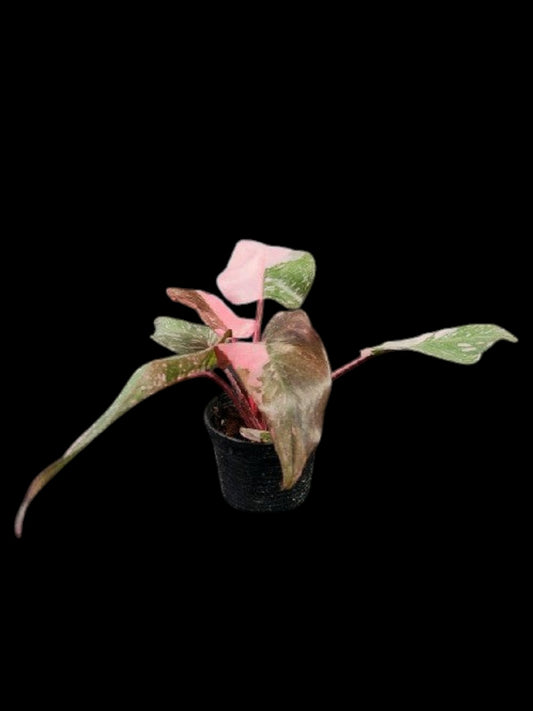 Philodendron Pink Princess Marble