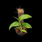 Monstera gracilis (M)