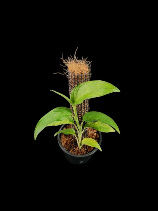 Monstera gracilis (M)