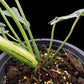 Philodendron joepii