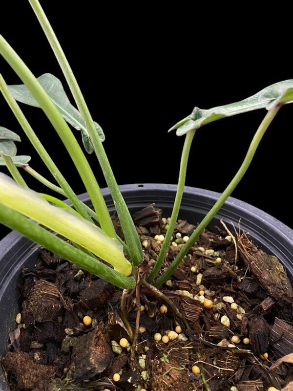 Philodendron joepii