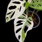 Monstera adansonii albo