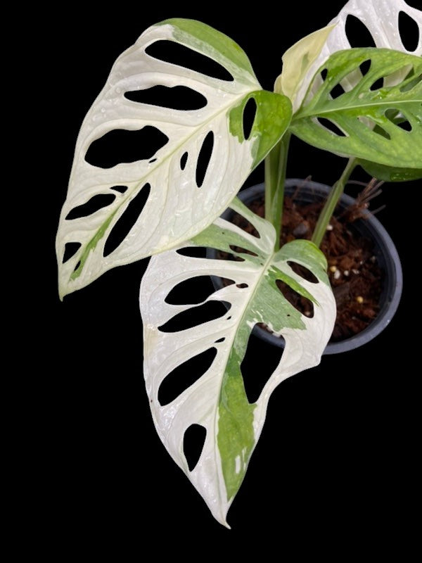 Monstera adansonii albo