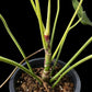 Philodendron Florida Bronze