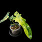 Philodendron Florida Beauty x Bob Cee variegated