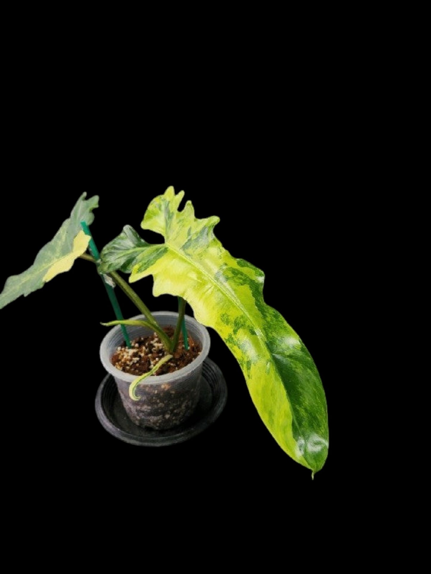 Philodendron Florida Beauty x Bob Cee variegated