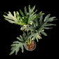 Philodendron williamsii hybrid Variegated