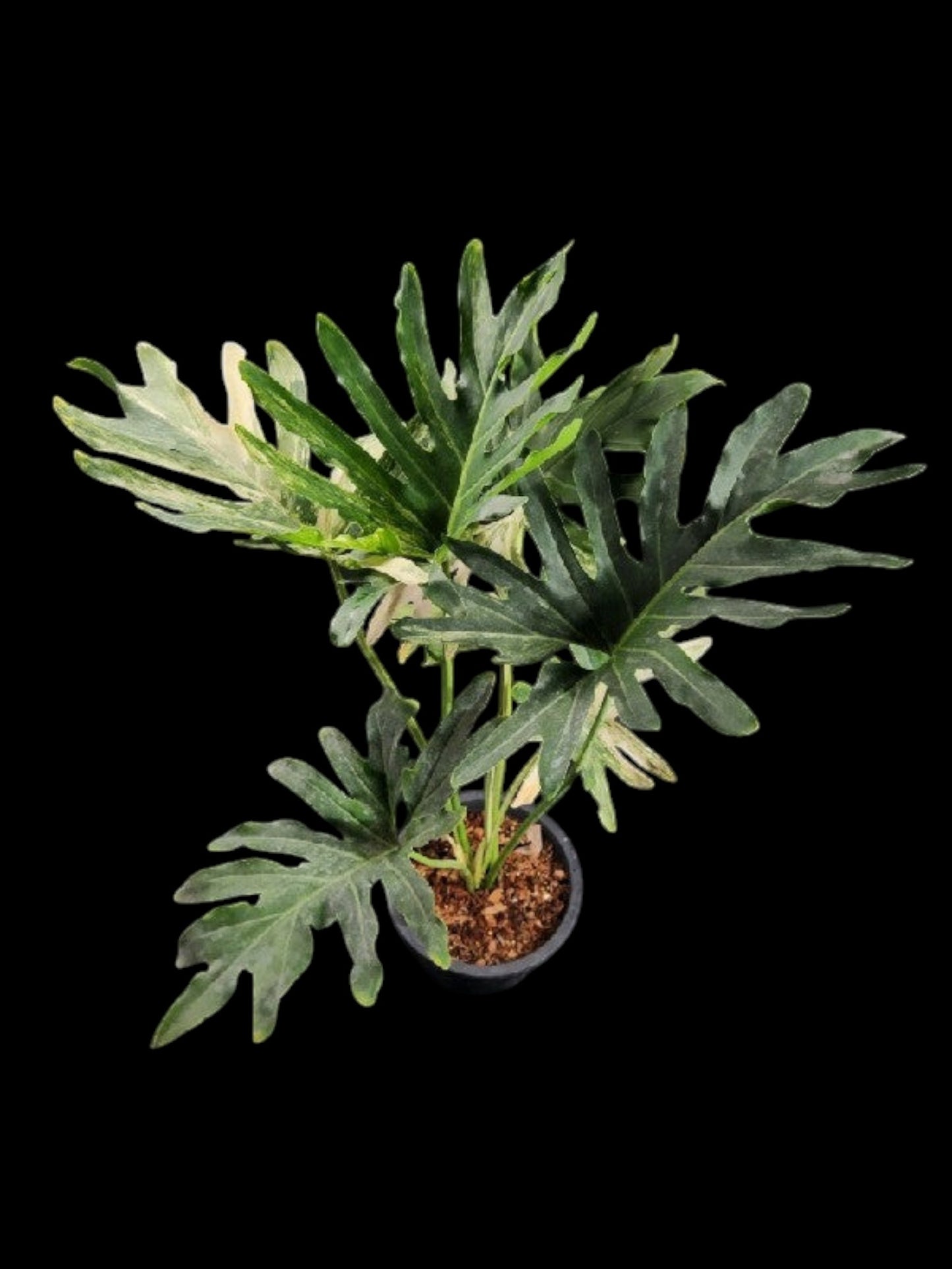 Philodendron williamsii hybrid Variegated
