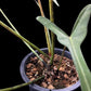 Philodendron longilobatum