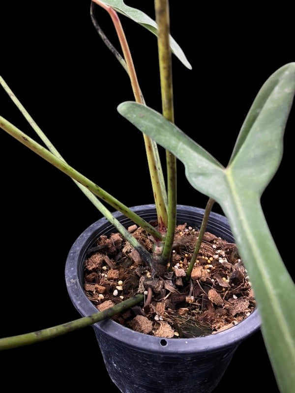 Philodendron longilobatum
