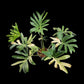 Philodendron williamsii hybrid Variegated