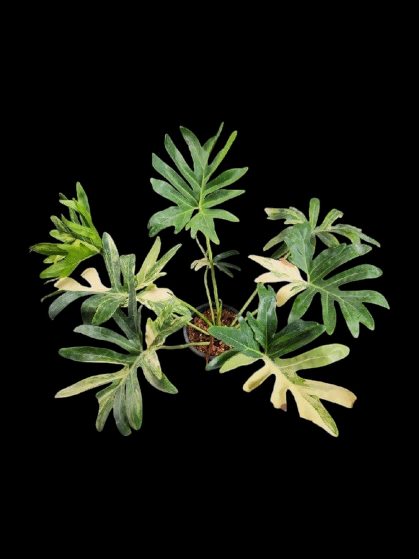 Philodendron williamsii hybrid Variegated
