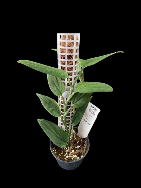 Monstera barrieri