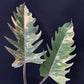 Philodendron Caramel Marble