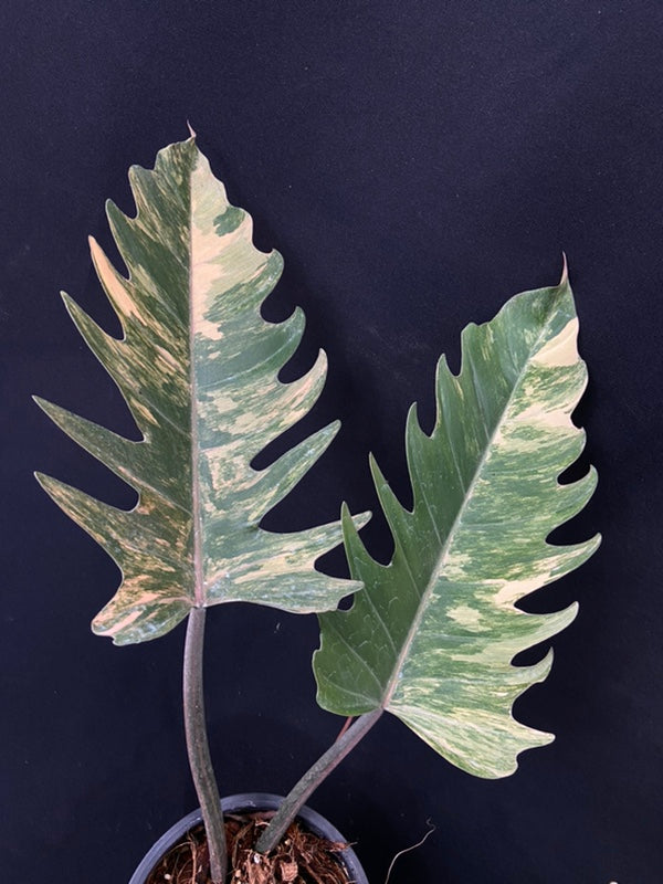 Philodendron Caramel Marble