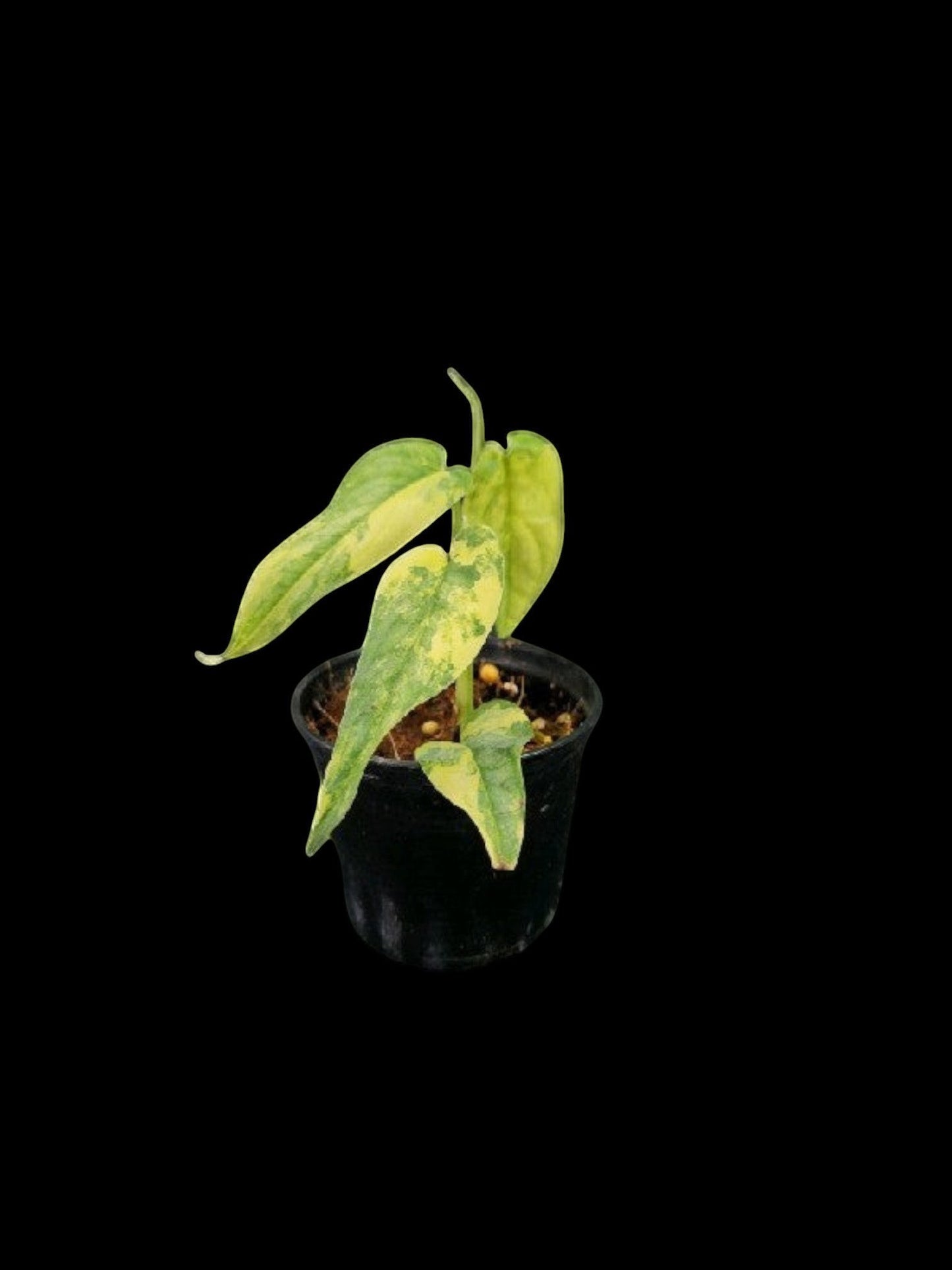 Monstera siltepecana variegated (S)