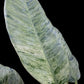 Epipremnum giganteum marble variegated (M)