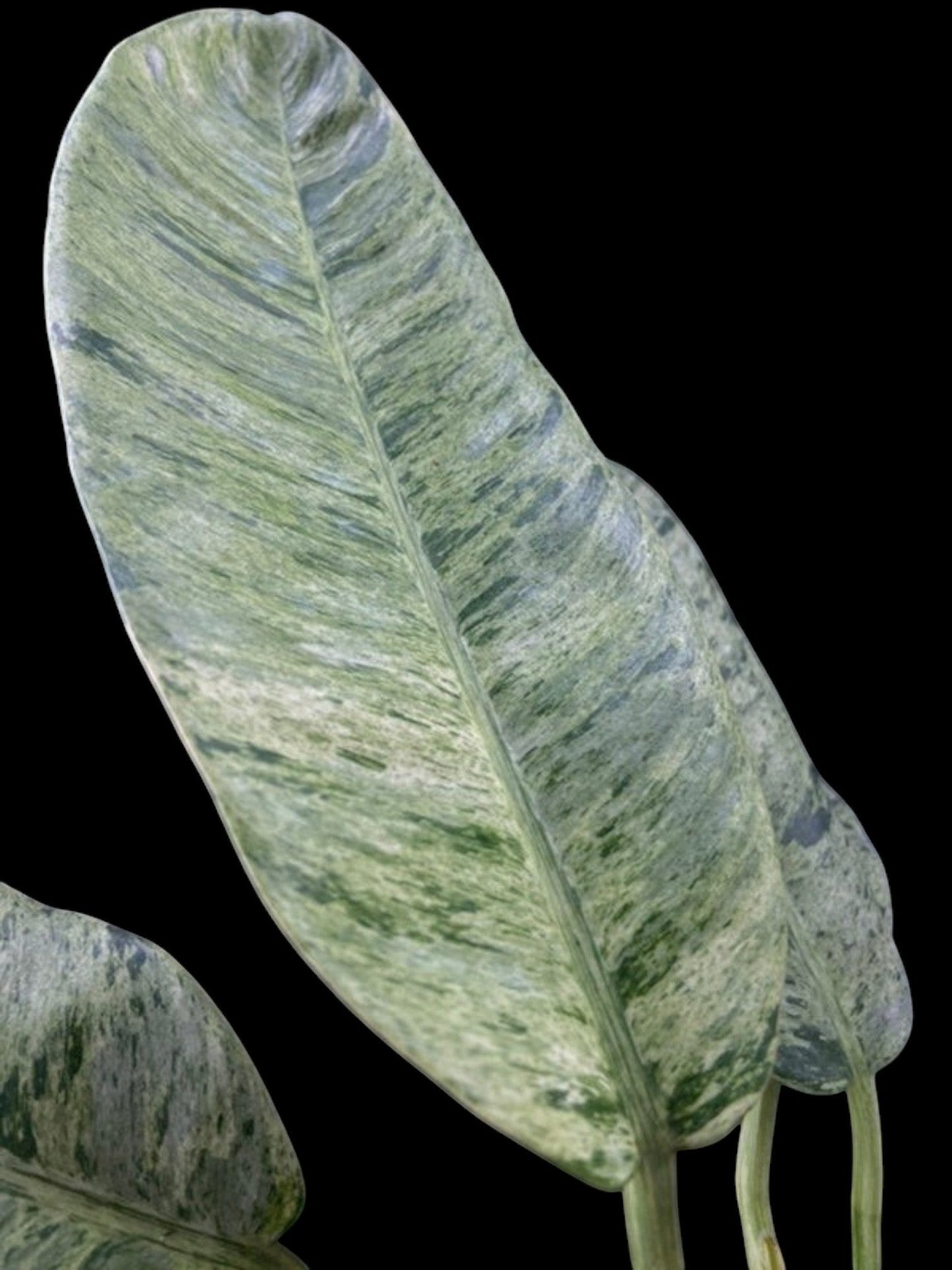 Epipremnum giganteum marble variegated (M)