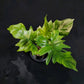 Philodendron Florida beauty x mayoi Variegated (Wide)