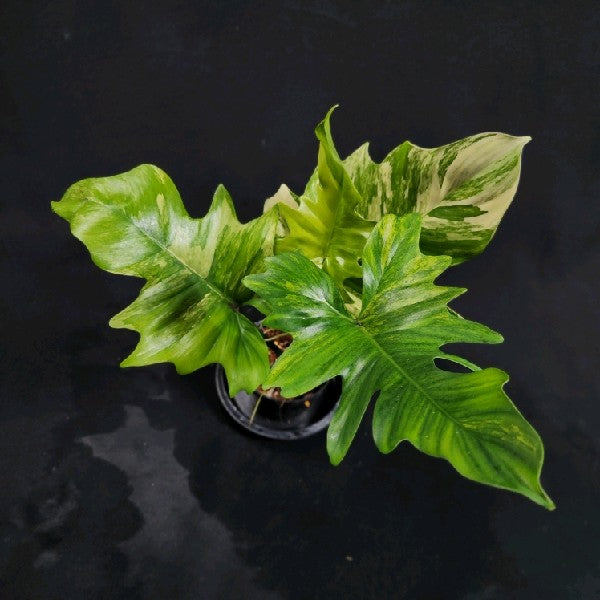 Philodendron Florida beauty x mayoi Variegated (Wide)