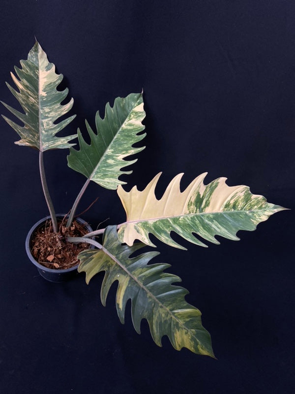 Philodendron Caramel Marble