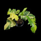 Philodendron Florida beauty x mayoi Variegated (Wide)